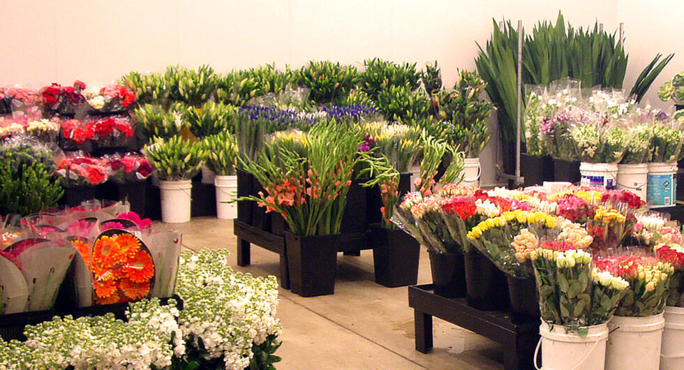 Tony's Flowers Farming Importing Wholesale Retail